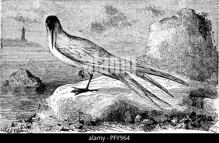 Ce récit populaire décrit le comportement, les habitudes et les structures sociales de divers reptiles et oiseaux. Il comprend des aperçus de leurs habitudes de vol, appels et interactions sociales. Le texte met en lumière les vocalisations et les dynamiques sociales des oiseaux, notamment dans le contexte de la fuite collective et de la migration, ainsi que leur comportement en période de détresse. Banque D'Images