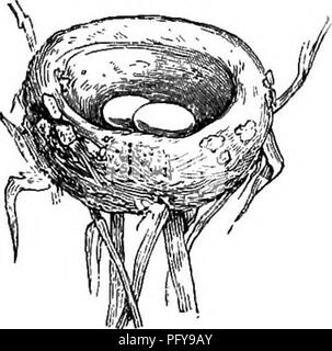 Ce récit populaire décrit divers ordres de reptiles et d'oiseaux, y compris leurs habitudes et leur importance économique. Le texte met l’accent sur leurs rôles écologiques, leurs comportements et leurs interactions avec l’environnement, ainsi que sur leur place dans l’histoire naturelle. Banque D'Images