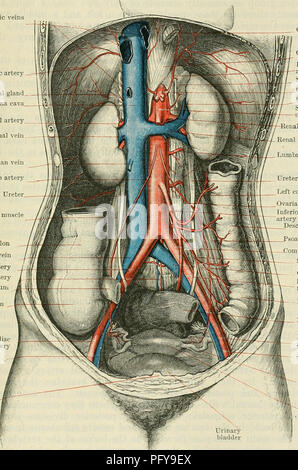 . Cunningham's Text-book de l'anatomie. L'anatomie. Le INFEEIOE VENA CAVA ET SES AFFLUENTS. 981 vertèbre lombaire inférieure et la partie correspondante de la face antérieure du ligament longitudinal, la partie antérieure du muscle grand psoas droit, le tronc sympathique lombaire droite, les racines de la droite, artères lombaires le pilier droit du diaphragme, l'artère rénale droite, le droit de l'artère surrénale ganglion coeliaque, le droit, l'artère phrénique inférieure droite, et la partie supérieure et médiane de la surrénale droite. Devant elle, de bas en haut, sont les suivants droit structuresâthe Banque D'Images