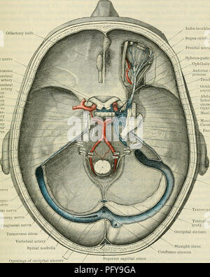 . Cunningham's Text-book de l'anatomie. L'anatomie. Les sinus de l'CKANIUM de sang. Non appariées 973 sinus.-Ce sont le supérieur, l'inférieur sagittale sagittale, le droit, l'intercavernous antérieur et postérieur, et le tronc basilaire. Supérieure du sinus Sagittalis.-le sinus sagittal supérieur commence dans la fosse antérieure du crâne, à la crista galli, où il communique, à travers le foramen caecum, avec les veines de la cavité nasale ou avec la veine angulaire. Il passe tout d'abord vers le haut, puis en arrière, et enfin vers le bas dans l'enveloppe convexe de l'hypertension, le rainurage de faux, à la fois frontal th Banque D'Images