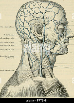 Le Text-book of Anatomy de Cunningham fournit un aperçu détaillé du système vasculaire, en se concentrant sur la structure et la fonction des veines, en particulier les veines jugulaires sous-clavière et externe. Il comprend des illustrations pour aider à comprendre l'anatomie humaine et ses composants vasculaires, essentiels pour les étudiants en médecine et les praticiens. Banque D'Images