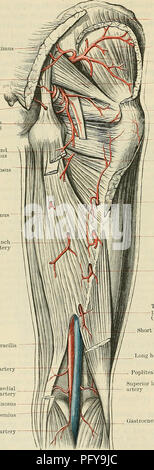 . Cunningham's Text-book de l'anatomie. L'anatomie. 950 LE VASCULAK SYSTÈME. gluteus maximus, avec le fessier de qualité inférieure et les premières artères perforantes et avec la direction générale de la trans- verset de la circonflexe latérale, et, dans le fond de l'ischio-jambiers, avec les branches de la profunda. (D) Les artères perforantes (Fig. 780), y compris la direction de la borne de la profunda, sont au nombre de quatre. Ils postéro- courbe latéralement, autour de l'aspect postérieur du fémur se trouvant près de l'os, et un bien à l'e résultats t-- tendineuses marqué voûtes qui entre- rupt la continuité de la fixer- m Banque D'Images