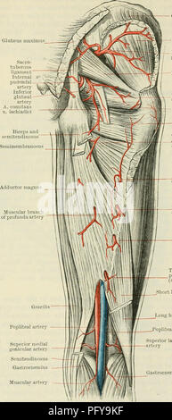 . Cunningham's Text-book de l'anatomie. L'anatomie. PAEIETAL HYPOGASTEIC AETEEY BEANCHES DU. 943 dans la fesse.-(a) branches musculaires sont émis pour les muscles de la fesse et de l'extrémité proximale de la pièces ischiojambiers. Ils s'anastomosent avec le cir, médiale honteuse interne- cumflex, et d'obtura- tor artères, (b) La direction générale coccygien se pose immédiatement après l'artère quitte le bassin. Il court vers la ligne médiane, perce le sacro-tubéreux liga- ment et le grand fessier, et se termine dans les tissus mous de la face postérieure de la partie inférieure du sacrum et du coccyx. Il donne seve Banque D'Images