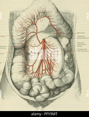 . Cunningham's Text-book de l'anatomie. L'anatomie. VISCEEAL BEANCHES AOETA DE L'ABDOMEN. 931 2. Arteria Mesenterica Superior.-l'artère mésentérique supérieure (Fig. 772 et 773) ressorts de la partie avant de l'aorte, à environ 12 mm. (Un demi-pouce) au-dessous de l'origine de l'artère et ccBliac en regard de la première vertèbre lombaire. Il passe à l'oblique vers le bas et vers l'avant, traversant en avant de la veine rénale gauche, l'uncinate processus de la tête du pancréas, et la troisième partie du duodénum ; en face de ce dernier, il entre dans la racine du mésentère, dans lequel il milieu pancréatique inférieure artère colique Banque D'Images