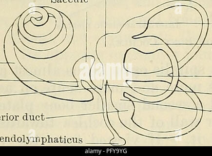 . Cunningham's Text-book de l'anatomie. L'anatomie. 84:6 LES ORGANES DE SENS. base du modiolus. Elle est divisée par une crête transversale, la crista transversa, en deux partsâan fossula supérieure ou inférieure ou supérieure et une fossula inférieur. La partie antérieure de l'fossula supérieur est appelé la zone n. facialis et présente une seule grande ouverture, l'ouverture de la canal du visage, pour la transmission du nerf facial. Sa partie postérieure est nommé cette zone vestibularis, supérieure et est perforé par les nerfs de l'utricule et les ampoules de la chambre supérieure et latérale des conduits semi-circulaires. L'un Banque D'Images