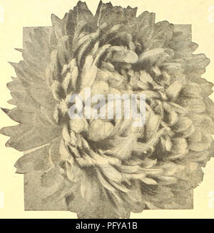 Ce catalogue offre une variété de fleurs, de légumes et de graines ornementales, y compris des recommandations spécialisées pour la culture des asters. Il fournit des instructions pour commencer les graines à l'intérieur au début du printemps pour une floraison optimale, ainsi que des conseils de plantation pour une culture réussie du jardin. Banque D'Images