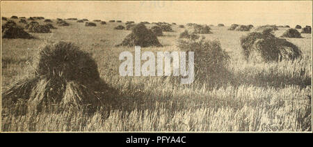 Ce catalogue de 1923 de la ferme et du jardin de Currie offre une variété de graines, y compris des légumes, des fleurs et des plantes ornementales. Il met en lumière les nouvelles innovations agricoles, fournissant à la fois des fournitures de jardinage pratiques et des instructions détaillées pour une culture réussie. Banque D'Images