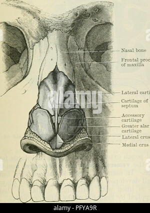 . Cunningham's Text-book de l'anatomie. L'anatomie. Fig. 669.-Yizvr Profil de la bont et Carti- laginous squelette du nez externe. Xasal processus frontal de l'os maxillaire du cartilage latéral. Fig. 670. -Vue de face du squelette osseux et cartilagineux de la NOB ?. CAVTJM NASI. La cavité nasale (Fig. 672) est divisée par la cloison nasale dans une droite et une gauche de la cavité nasale, qui s'étendent depuis les narines à l'avant à l'choanae derrière, et d'ouvrir, à travers l'choanae, dans la partie nasale du pharnyx. Leurs limites osseuses sont décrites dans la section sur l'ostéologie (p. 183). Sur le latera Banque D'Images