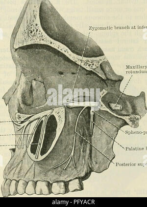 . Cunningham's Text-book de l'anatomie. L'anatomie. MAXILLAEY NEKVE. 777 est le terminal du nerf maxillaire, qui entre dans l'orbite par la fissure orbitaire inférieure et traverse le canal infra-orbitaire pour atteindre le visage. Dans l'infra-orbitaire le canal du nerf infra-orbitaire fournit un et parfois deux branches à l'teethâ-le milieu et les nerfs alvéolaires antérieure et supérieure (ramus alveolaris superior medius et rami alveolares superiores anteriores). Le premier peut être qu'une branche secondaire de ces derniers nerfs, ou ils peuvent se produire indépendamment de l'infra-orbitaire nerf. Cependant former Banque D'Images
