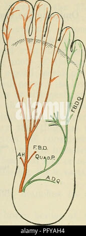 . Cunningham's Text-book de l'anatomie. L'anatomie. PLEXUS PUDENDAL. 735 et latéralement dans l'unique, en compagnie de l'artère plantaire latérale, entre le court fléchisseur et quadratus plantae, vers la base de la cinquième os métatarsien. Ici il se termine en formant des branches superficielles et profondes. Branches collatérales.-tranches musculaires sont émis à partir de toute l'audace de l'quadratus et plantse digiti quinti muscles abducteurs. Tranches cutanée pierce le fascia plantaire à intervalles réguliers le long de la ligne du septum musculaire, entre le court fléchisseur et enlever Banque D'Images