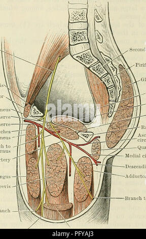 . Cunningham's Text-book de l'anatomie. L'anatomie. OBTUBATOR XEEVE. 12- 1. Une direction générale de l'articulaire hanche--commune qui découle de l'audace dès qu'il entre dans la cuisse, et alimente le corps commun grâce à l'encoche acétabulaire. 2. Se branche sur l'musculaire moyen adducteur, gracilis, adductor brevis (habituellement), pectineus (occasionnellement). Ce dernier n'est pas musculaire habituellement fourni par le nerf obturateur. 3. Une branche de la taille très variable constitue l'une des branches terminales (Fig. 626). Il devient superficiel entre les gracilis et moyen adducteur, dans le tiers moyen de la cuisse, et peut s Banque D'Images