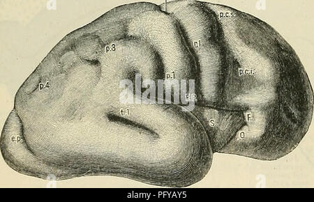 . Cunningham's Text-book de l'anatomie. L'anatomie. 662 LE NEEVOUS. système cortical submergées, la crête et le gyrus cunei ; pariéto-occipitales sera trouvé pour être quelque chose de plus qu'un simple sillon. Il est, en fait, un grand fossa, submergés dans la partie antérieure de l'espace zone peristriata parastriata et, et la partie postérieure de la région connue comme le précunéus, ainsi que les sillons qui séparent ces territoires l'un de l'autre. C'est un grand creux formé par le splenium du corps calleux comme dans le cadre de ses axes de développement elle-même en arrière et il froisse jusqu Banque D'Images