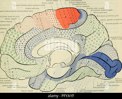 . Cunningham's Text-book de l'anatomie. L'anatomie. Les ZONES VISUELLES ET FIBRE-TBACTS. 661 font leur apparition relativement tôt dans le développement et devenir très profond sillons. L'inférieur est placé sur la surface tentorial, et est connu comme le sillon collateralis ; la limite supérieure de la raie (son peristriate territoire visuel) est partie à la surface supérieure de l'hémisphère, et est généralement considérée comme la branche montante du sillon occipital. interparietalis Mais c'est génétiquement indépendants de ce dernier sillon, et peut être distingué comme le sillon occipital nominale. Près de la supe Banque D'Images