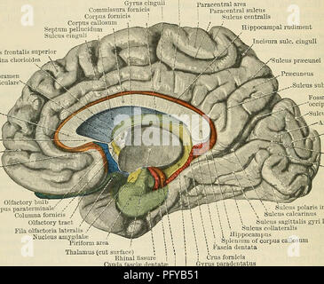 . Cunningham's Text-book de l'anatomie. L'anatomie. 630 LE SYSTÈME NERVEUX. longueur de corps calleux est fortement arqué vers l'arrière avant de et présente une surface supérieure convexe et une face inférieure concave lorsque vues de côté (Fig. 558). " , , . Le sM"mor w/ace du corps calleux forme le fond de la longi- tudinal fissure, et de chaque côté de ce qu'il ne soit couvert par le cmguli godronné. Seulement dans sa partie postérieure, il est approché par l'hypertension faux ; à l'avant, ce processus de la dure-mère est très loin d'elle. La surface supérieure du corps calleux est recouverte d'une mince l Banque D'Images