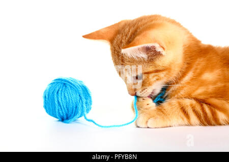 Le gingembre mackerel tabby kitten isolé sur un fond blanc jouant avec une balle de laine bleu Banque D'Images