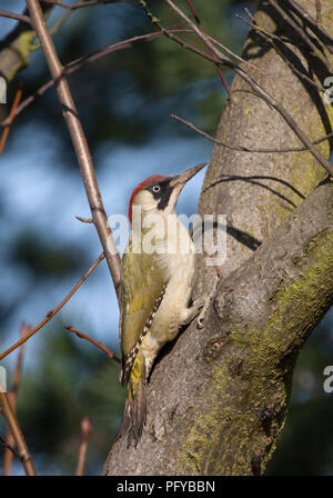 Pic Vert, Picus viridis, seule femelle adulte perché dans l'arbre. Prises de mars. Lea Valley, Essex, Royaume-Uni. Banque D'Images