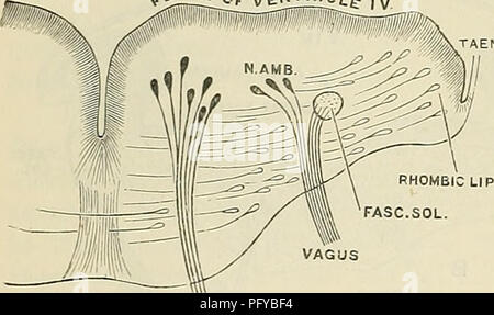 diagramme de la lame basale