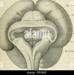 . Cunningham's Text-book de l'anatomie. L'anatomie. Fig. / HYPOGL.N. 483, - Sections transversales à travers le bulbe rachidien est deux des embryons humains, représentant les différentes étapes dans l'ex- pansion de la toiture et la chute plus tard- allié du W7latéral alls. (À partir de son, légèrement modifié.) cerveau .mésencéphale ^Début cervelet l'un avec l'autre et aussi avec la plaque de plancher. Au moment où ce processus est en fonctionnement (voir Fig. 483) l'alar et lame basale ? Sont particulièrement bien définis, et les sillons sont ac- centuated par la courbure de la paroi latérale ; mais cette distinction très nette est soo Banque D'Images