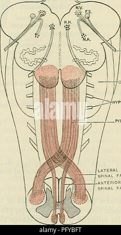 . Cunningham's Text-book de l'anatomie. L'anatomie. Le bulbe rachidien. 545 partie beaucoup plus grande de ces fond farrows, la surface du bulbe rachidien de chaque côté est divisé en trois districts, à savoir, une partie antérieure, un latéral, et une partie postérieure, semblable à la surface de la moelle trois sur le côté de la moelle spinale. En effet, à première vue, ils semblent être la continuation directe vers le haut de ces trois parties de la moelle spinale ; cependant, ce n'est pas le cas, parce que les fibres de la moelle trois de la moelle medulla subir un réaménagement comme ils procéder vers le haut dans Banque D'Images