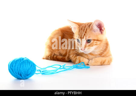 Le gingembre mackerel tabby kitten isolé sur un fond blanc jouant avec une balle de laine bleu Banque D'Images