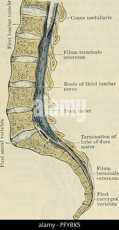 . Cunningham's Text-book de l'anatomie. L'anatomie. 518 LE SYSTÈME NERVEUX. En marge du trou occipital, la moelle spinale devient continue avec le bulbe rachidien du cerveau, tout en dessous, elle s'effile rapidement à un point et forme une extrémité conique appelé le conus medullaris. La fin de l'Eroin conus medullaris un mince fil scintillant est prolongée vers le bas dans le canal vertébral, et enfin l'ancre à l'arrière du bulbe rachidien du coccyx. Cette prorogation reçoit le nom du filum terminale. Le diamètre de la moelle spinale est beaucoup plus courte que celle des t Banque D'Images