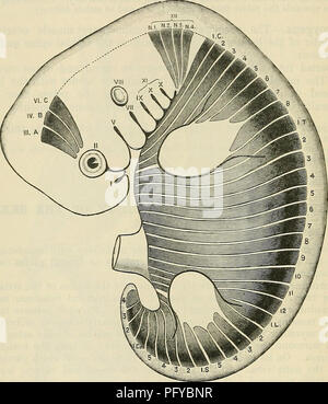 . Cunningham's Text-book de l'anatomie. L'anatomie. 496 Le système musculaire. l'objet, il semble certain qu'au moins deux séries de structures élémentaires sont concernés dans la formation des muscles de la tête et le visage-les myotomes céphaliques et la structure musculaire de les arcs branchiaux. Le nombre des myotomes existant à l'origine de la région de la tête n'est pas connu, bien qu'il est dit avec une certaine autorité que neuf est le numéro complet. Les trois premiers sont décrites comme persistant dans la forme de l'oculaire muscles, les trois derniers en relation avec les muscles de la langue, tandis que les trois Banque D'Images