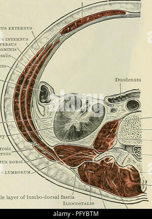 . Cunningham's Text-book de l'anatomie. L'anatomie. Les MUSCLES DE LA PAROI ABDOMINALE. 477 Obliquus exter:sts enternus Traxsversus obliquus abdominis fascia transversalis péritoine Colon La partie supérieure de l'aponévrose couvre l'insertion de la muscle grand droit sur la paroi thoracique, et donne naissance à des fibres du grand pectoral. Dans feriorly-, dans l'aine, elle donne lieu à l'arcade crurale, le ligamentum lacunare, l'anneau inguinal sous-cutané avec ses deux piliers, le fascia et le intercolumnar intercrural fibres, et le ligamentum inguinal reflexurn de colles. Lig. Inguin Banque D'Images