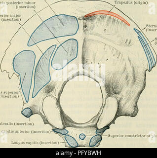 . Cunningham's Text-book de l'anatomie. L'anatomie. CALENUS -ANTÉRIEURE LONGUS CAPITIS attaché à tubercules-^ antérieure d'apophyses transverses --LONGUS COLLI C LONGISSIMUS CAPITIS attaché à Semispinalis capitis articular^  , processus Semispinalis cervicis JE MULTIFIDES Fig. 416.-système de pièces jointes à la vertèbre cervicale. La partie verticale du muscle se pose sur les corps des trois premières thoraciques et les trois dernières vertèbres cervicales. En passant vers le haut, à la verticale, c'est inséré dans le corps de la deuxième, troisième et quatrième vertèbres cervicales. Semispinalis capitis (insertion) R Banque D'Images