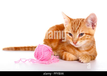 Le gingembre mackerel tabby kitten isolé sur un fond blanc jouant avec une balle de laine rose