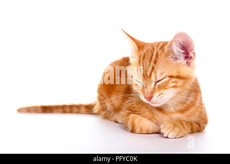 Le gingembre mackerel tabby kitten isolé sur fond blanc Banque D'Images