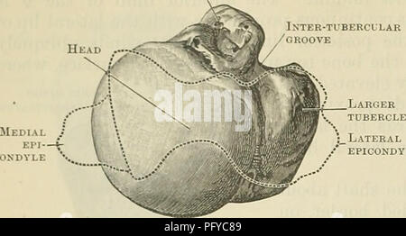 . Cunningham's Text-book de l'anatomie. L'anatomie. 208 l'ostéologie. INTER-TIBERCL TUBERCULE plus petites LAR LA GORGE. Épicondyle latéral capitule. Veuillez noter que ces images sont extraites de la page numérisée des images qui peuvent avoir été retouchées numériquement pour plus de lisibilité - coloration et l'aspect de ces illustrations ne peut pas parfaitement ressembler à l'œuvre originale.. Cunningham, D. J. (Daniel Jean), 1850-1909 ; Robinson, Arthur, b. 1862, éd. New York, W. Wood Banque D'Images