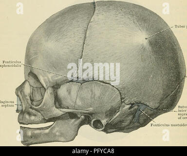 . Cunningham's Text-book de l'anatomie. L'anatomie. 196 l'ostéologie. Affichage dans le squelette de la face l'observateur est frappé par la grande taille de la proportionnelle et ouvertures nasales orbitale. L'ancien sont circulaires dans les grandes lignes, avec des marges nettes. Sous le couvert de l'apophyse zygomatique de l'os frontal le toit et paroi latérale de l'orbite est profondément enfoncé. Le fossa ballonnets lacrimalis est souvent plus centrée sur l'aspect du visage que vers la cavité orbitaire. L'orbitale supérieure et inférieure des fissures sont proportionnellement grande, et cette dernière, dans le crâne macérés, forme un Banque D'Images