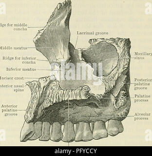 . Cunningham's Text-book de l'anatomie. L'anatomie. Le MAXILLAEY LES OS. 147 ou postéro-latérale est séparée de la surface au-dessus du bord libre arrondi, qui forme la marge antérieure de la crête au milieu du méat moyen concha processus frontal. Épine nasale antérieure processus Palatin Fig. 158.-Le droit maxillaire (Aspect médial). L'infrastructure - l'aspect temporel des orbitales d'une qualité inférieure de la scissure orbitale dans le crâne articulé. Un teriorly Inferiorlyand- il n'est séparé de la face antérieure de l'apophyse zygomatique et son bord inférieur libre. Le dedans il est limité par une forte marge irrégulière, avec laquelle Banque D'Images