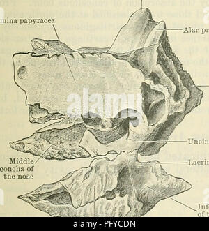 . Cunningham's Text-book de l'anatomie. L'anatomie. Processus Uncinate Fig. 149.-l'article montrant l'aspect de la gauche nasale labyrinthe de l'ethmoïde. Crista galli avec l'os lacrymal ; tout en bas, par son union avec la surface de l'orbite du maxillaire, le sinus de l'air dans les deux situations sont terminés. En arrière la lamina papyracea articule avec le sphenoid, et à sa face postérieure de l'angle inférieur d'une distance variable avec le processus orbital du palais, l'os qui servent à fermer dans les cellules. L'aspect médial du labyrinthe ethmoidal affiche le conchse alambiquée de la n Banque D'Images