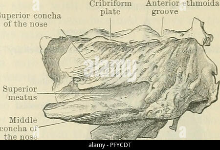 . Cunningham's Text-book de l'anatomie. L'anatomie. L'ETHMOÏDE OS. 141 de la Concha supérieure antérieure nez ethmoidal groove. Processus Uncinate Fig. 149.-l'article montrant l'aspect de la gauche nasale labyrinthe de l'ethmoïde. Crista galli avec l'os lacrymal ; tout en bas, par son union avec la surface de l'orbite du maxillaire, le sinus de l'air dans les deux situations sont terminés. En arrière la lamina papyracea articule avec le sphenoid, et à sa face postérieure de l'angle inférieur d'une distance variable avec le processus orbital du palais, l'os qui servent à fermer dans les cellules. Le medi Banque D'Images