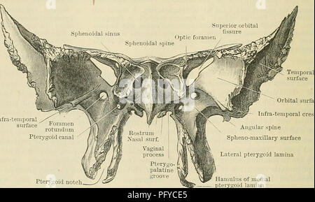 . Cunningham's Text-book de l'anatomie. L'anatomie. Foramen rond um rainure pour tube auditif processus ptérygoïde prb qualite canal latéral lame de la processus ptérygoïde lamina médial du processus ptérygoïde fissure orbitaire supérieure Spina angularis Lingula sphenoidalis Fossette scaphoïdienne fosse ptérygoïde Fig. 144. Encoche ptérygoïde Hamulus médiale de la lamina ptérygoïde -Sphenoid vus de derrière. est généralement déviés à l'une ou l'autre côté du plan médian. Chaque sinus s'étend latéralement sur une courte distance dans la racine de la grande aile, et vers le bas et latéralement vers la base de la ptérygoïde proc Banque D'Images