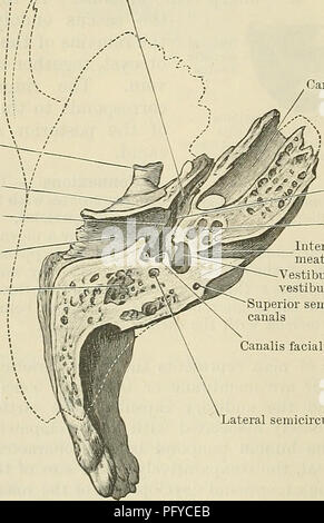 . Cunningham's Text-book de l'anatomie. L'anatomie. L'ouverture menant à l'antre du tympan Canalis Canalis facialis tympan stapedii méat acoustique externe Fig, 141.-verticale transversale à travers l'os temporal gauche (moitié postérieure de l'article). A* ? La partie osseuse du processus styloïde^ tube auditif cassé fossa mandibulaire rainure pour membrane tympanique mastoïde méat acoustique externe des cellules. Fig. 142. dans la base de la partie petrous, et envelopper la face postérieure et latérale- canaux semi circulaire. C'est par l'ex- tension de cette partie que l'apophyse mastoïde est ulti- ron mis au point. L Banque D'Images