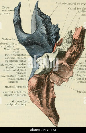 . Cunningham's Text-book de l'anatomie. L'anatomie. Le TEMPOEAL LES OS. 129 Infra-temporelle ou Canal surface zygomatique pour tytnpani chorda tube auditif canal carotidien sur la face inférieure de la partie petrous, qui est limité en avant par le bord antérieur vers le dedans, la plaque tympanique latéralement, et derrière par la frontière postérieure, les structures suivantes sont à noter :-jaillissant des sur- et sa gaine est arrondi par le processus styloideus mince et pointu, dont la longueur varie beaucoup. La projection vers le bas et légèrement vers l'avant et le dedans, il offre des pièces jointes pour le stylo-glossu Banque D'Images