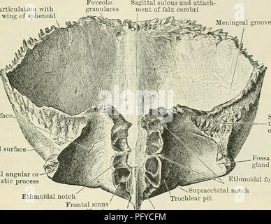 . Cunningham's Text-book de l'anatomie. L'anatomie. Le FKONTAL l'OS. Ethmoïde 117. De chaque côté de la racine de ce processus la pars nasalis (partie nasale) de l'os est cannelé obliquement du haut vers le bas et vers l'avant, et entre dans la formation de l'étroit toit de la cavité nasale. En avant l'encoche nasale est limitée par une surface dentelée en forme de U, la partie médiane de qui articule avec l'os nasal, tandis que de chaque côté le processus frontal des maxilles sont unis avec lui. Derrière cela, au milieu des cellules brisées, les passages menant dans le sinus frontaux sont facilement dis Banque D'Images