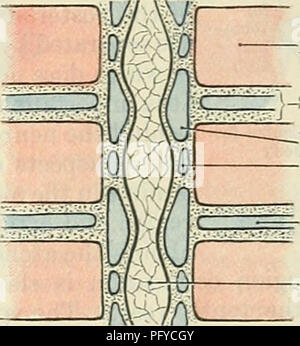 . Cunningham's Text-book de l'anatomie. L'anatomie. Myotome -Corps de septum Hypochordal vertèbre thoracique bow notochorde A B Fig. 117.-l'élaboration de la base membraneuse de la vertèbre (après Keith). A, en section transversale. B, dans la section horizontale, montrant la relation des vertèbres à la primitive segments. arch, les extrémités de ce qui habituellement s'unir dorsalement le quatrième mois de la vie foetale ; si le développement défectueux de cette union de ne pas se produire une déformation appelée spina bifida est le résultat. À partir de l'arcs vertébraux cartilagineux, ainsi formé, se poser le chondrified rudiments de th Banque D'Images