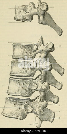 Le Text-book of Anatomy de Cunningham offre une couverture complète de l’anatomie humaine, en se concentrant sur la structure squelettique et l’ostéologie. Il détaille l'anatomie de la colonne vertébrale, de la cage thoracique et d'autres composants squelettiques clés, fournissant une base pour les étudiants en médecine et les professionnels. Banque D'Images