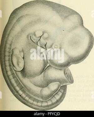 . Cunningham's Text-book de l'anatomie. L'anatomie. Fig. 101.âEmbryo de 7*2 mm., ou de mesure. 8*5 mm. plus grande longueur. (À partir de Keibel et Elze'un Normtdtafdn. L'avant des membres, il est nettement à l'avance de le. La deuxième activité de la roue a commencé à se chevaucher les troisième et quatrième et de joindre le precervical sinus. La pointe de l'maxillaires est en contact avec le processus nasal médian et latéral à la marge de la fosse olfactive.. Â 102.â embryon, 7'2 mm. (CR), et 8 mm de longueur. plus grand. (À partir de l'Nonnaltafeln Keibel et Elze.) Les membres ont commencé à se coucher sur le ventre. La deuxième arche a Banque D'Images