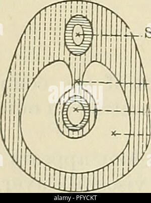 . Cunningham's Text-book de l'anatomie. L'anatomie. Le bulbe rachidien de l'avancement du canal pleuro-péricardique péricarde -Coeur. Le bulbe rachidien mésentère dorsal canal alimentaire péritoine. Veuillez noter que ces images sont extraites de la page numérisée des images qui peuvent avoir été retouchées numériquement pour plus de lisibilité - coloration et l'aspect de ces illustrations ne peut pas parfaitement ressembler à l'œuvre originale.. Cunningham, D. J. (Daniel Jean), 1850-1909 ; Robinson, Arthur, b. 1862, éd. New York, W. Wood Banque D'Images