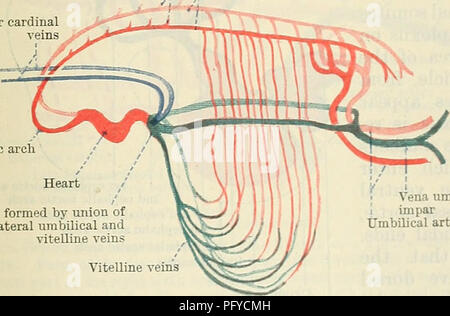 . Cunningham's Text-book de l'anatomie. L'anatomie. Fig. 81. Artères ombilicales veine vitelline umbilicalis impar aVteries -Schéma de circulation de l'axe de l'embryon, l-35 mm. de long, avec 6 Somites. (Après Felix, de modification.) Le niesantceboids primitive se forment dans le mur de la résorption du sac vitellin, et il y a certains d'entre eux produisent des érythrocytes humains ; manv, cependant, migrer dans l'embryon, où certains d'entre eux participent à la formation des parois de l'em--sang testament parlent des navires, et d'autres deviennent enfermée dans le foie, les glandes lymphatiques, et de la moelle osseuse, où elles deviennent des foyers de la formation de globules rouges. Banque D'Images