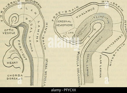 . Cunningham's Text-book de l'anatomie. L'anatomie. 34 HOI AN AX EMBRYOLOGIE. velum médullaire antérieure sont des parties de l'isthme rhornhencephali (Figs. 45. 63 . La partie ventrale de la mi-cerveau primitif est convertie en deux les pédoncules de le cerveau du cerveau adulte, et la partie dorsale, comme déjà mentionné, est transformé en quatre élévations arrondies, les corpora quadrigemina. Les transformations qui ont lieu dans la région de l'avant-cerveau primitif ou prosencéphale sont nombreux et complexes ; par conséquent sa ventrale., latérales et murs dorsale nécessitent un examen distinct Banque D'Images