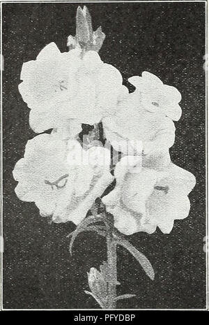 Le catalogue 1933 de Currie Brothers fournit une variété de plantes, de graines et d'équipement de jardinage, y compris des fleurs ornementales, des légumes, et des ampoules. Il met en évidence différents types d'asters, y compris le Goliath alpin et Nova-Angliae, ainsi que des instructions de culture spécifiques. Ce catalogue reflète les tendances du jardinage du début du XXe siècle, offrant un aperçu de la culture des plantes et du commerce des semences. Banque D'Images
