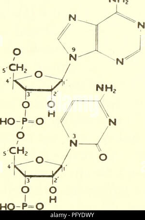 Cette image tirée de 'Currents in Biochemical Research, 1956' présente des illustrations liées à l'étude des processus biochimiques. Les travaux mettent en évidence les voies biochimiques clés, y compris les liaisons polynucléotidiques, et discutent de leur pertinence pour la physiologie et la médecine. Il présente l'intersection de la biochimie avec d'autres disciplines biologiques, offrant un aperçu de la recherche biochimique au milieu du XXe siècle. Banque D'Images