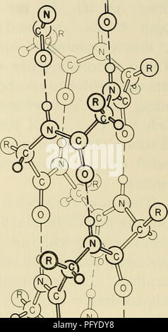 . Les courants dans la recherche biochimique, 1956 ; vingt-sept essais tracer la voie actuelle de la recherche biochimique et compte tenu de la relation intime de biochimie à la médecine, la physiologie et la biologie. Biochimie -- la recherche. . Veuillez noter que ces images sont extraites de la page numérisée des images qui peuvent avoir été retouchées numériquement pour plus de lisibilité - coloration et l'aspect de ces illustrations ne peut pas parfaitement ressembler à l'œuvre originale.. Green, David Ezra, 1910-. New York, Interscience Publishers Banque D'Images