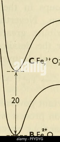 . Les courants dans la recherche biochimique, 1956 ; vingt-sept essais tracer la voie actuelle de la recherche biochimique et compte tenu de la relation intime de biochimie à la médecine, la physiologie et la biologie. Biochimie -- la recherche. PHILIP GEORGE depuis la formation de l'oxymyoglobine et l'oxyhémoglobine sont très exothermique, environ 16 et 14 kcal./mole, respectivement, ce qui a pour effet d'améliorer la résistance à l'oxydation grâce à l'augmentation de l'endothermicité de l'ensemble des transferts d'électrons par ces grandes quantités. La coexistence des deux pathsâcombination sous forme de réaction Banque D'Images