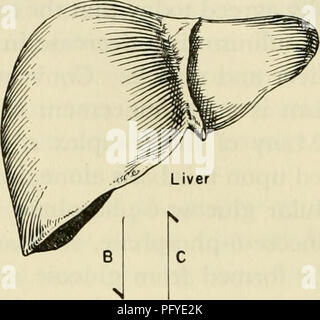 . Les courants dans la recherche biochimique, 1956 ; vingt-sept essais tracer la voie actuelle de la recherche biochimique et compte tenu de la relation intime de biochimie à la médecine, la physiologie et la biologie. Biochimie -- la recherche. Le sang de l'intestin GLU COSE. Veuillez noter que ces images sont extraites de la page numérisée des images qui peuvent avoir été retouchées numériquement pour plus de lisibilité - coloration et l'aspect de ces illustrations ne peut pas parfaitement ressembler à l'œuvre originale.. Green, David Ezra, 1910-. New York, Interscience Publishers Banque D'Images